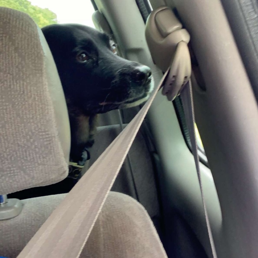 Meet your Posher, Skyelar